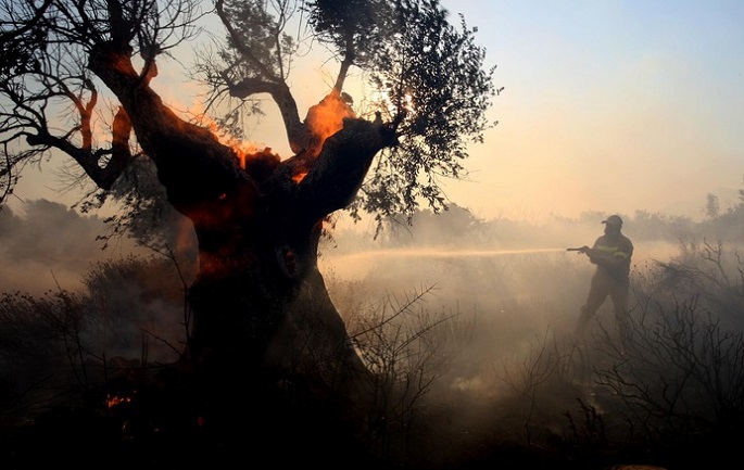 A firefighter tries to extinguish a burning olive tree during a fire in the village of Dombrena about 120 kilometers north of Athens  on Monday, Aug. 17, 2009. Authorities in Greece say wildfires are threatening homes in southern and central Greece where strong winds are hindering firefighters.(AP Photo/Petros Giannakouris)